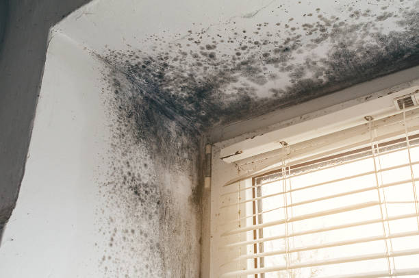 Affordable Hvac And Air Duct Mold Remediation solutions in Church View, VA